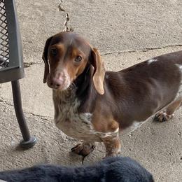 Scooby - Dachshund