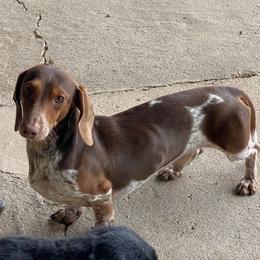 Scooby - Dachshund