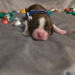 Dulche - Tri-Roan male English Springer Spaniel puppy in Cookeville, Tennessee from Krossroads Kennel