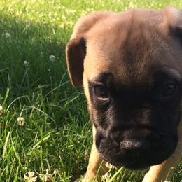 Bullmastiffs from Susan's Bullmastiff Puppies