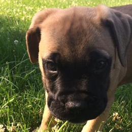 Bullmastiffs from Susan's Bullmastiff Puppies