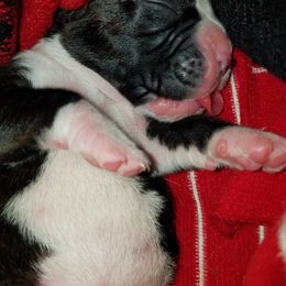Boxer Puppies from Winchester Boxers