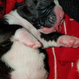Boxer Puppies from Winchester Boxers