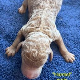 Hamlet - Apricot male Poodle puppy in St. Johnsbury, Vermont from Poodles of the Northern Woods