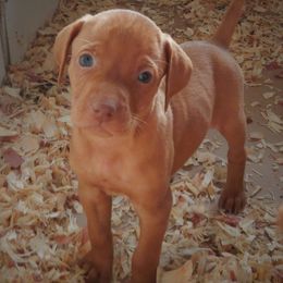 Vizsla Puppies from Mill Pond Farm Vizslas