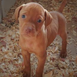 Vizsla Puppies from Mill Pond Farm Vizslas