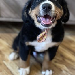 Luca - Black rust and white Bernese Mountain Dog puppy in Bozeman, Montana from My Next Best Friend