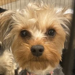 Yorkshire Terriers from Lux Pups
