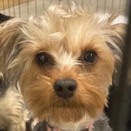 Yorkshire Terriers from Lux Pups