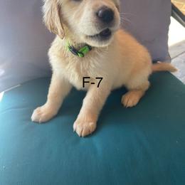Golden Retriever Puppies from Emily Goetting