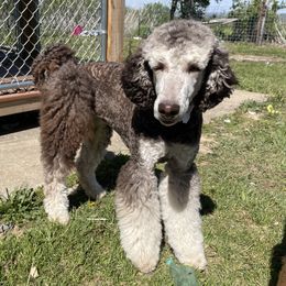 Duckie - Poodle