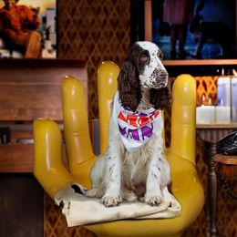 Collie and English Springer Spaniel All Grown Up from Briarcreek