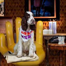 Collie and English Springer Spaniel All Grown Up from Briarcreek