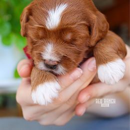 Cider - Red  male Goldendoodle puppy in Salado, Texas from Red Ranch Dogs
