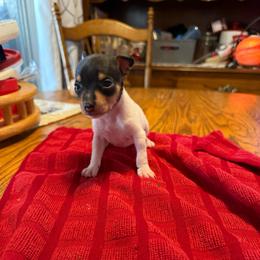 Pup F - White black and tan female Toy Fox Terrier puppy in Clermont, Florida from Debbie Hiles's Toy Fox Terriers