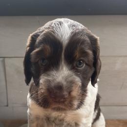 Phoebe - Liver white and tan English Springer Spaniel puppy in Park Rapids, Minnesota from Lakeside Summit Springers
