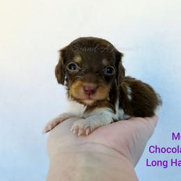 Morgan - Piebald female Dachshund puppy in Quitman, Mississippi from S-and-A Kennels