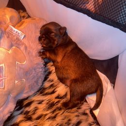 Boy 1 - Belge Brussels Griffon puppy in Valley Springs, California from Gold Country Griffs