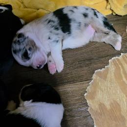 Theo - Blue merle male Australian Shepherd puppy in Leonard, Texas from Tin Roof Aussies