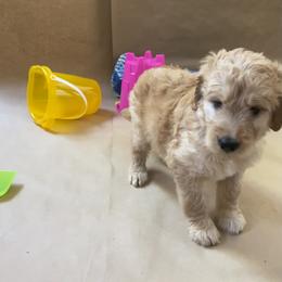 Goldendoodle Puppies from Dhalia’s Doodles