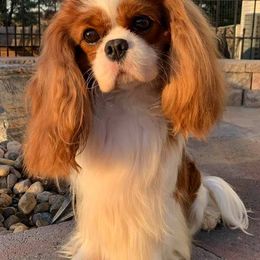 Cavalier King Charles Spaniels from Sheeba