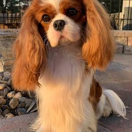 Cavalier King Charles Spaniels from Sheeba