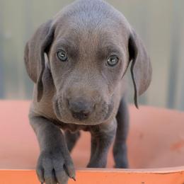 Chowder - Blue male Weimaraner puppy in Evart, Michigan from Drehbar Weimaraners