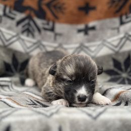Amelia - Brindle and white female American Corgi puppy in Washington, Arkansas from Foxy Knoll Farm