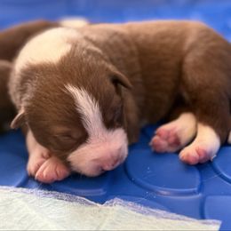 Gunner - White and red merle male Border Collie puppy in North Lakeport, California from Wild Rose Ranch
