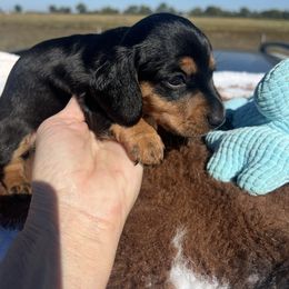 Sebastian - Black and tan male Dachshund puppy in Carthage, Missouri from Hounds by Mishelle