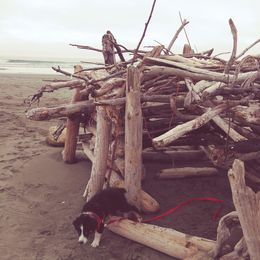 Australian Shepherd and Miniature Australian Shepherd Puppies from Grayback Aussies