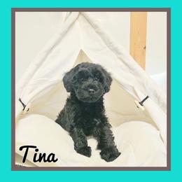 Tina - Black female Schnoodle puppy in Lebanon, Missouri from Cedar Glades Canines