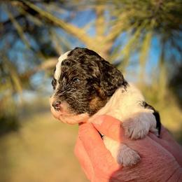 Marigold - Phantom female Poodle puppy in Peyton, Colorado from Fuzzybottoms Ranch LLC