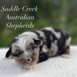 Boy 1 - Blue merle male Australian Shepherd puppy in Mount Sterling, Kentucky from Saddle Creek Australian Shepherds