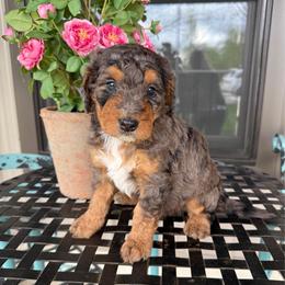 Jacob - Blue merle male Bernedoodle puppy in Bowling Green, Ohio from FDF Pyredoodles & Bernedoodles