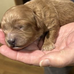 Sissy - Red female Cavapoo puppy in Burke, New York from Patti’s Puppies