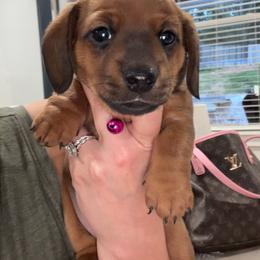 Butters - Sable female Dachshund puppy in Pea Ridge, Arkansas from Cotton Patch Ridge