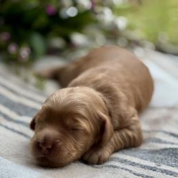 Flint - Caramel male Australian Labradoodle puppy in Fremont, New Hampshire from Birchwood Labradoodles