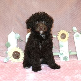 Poodle Puppies from 'Capon Cuties