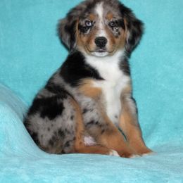 Aussiedoodle, Australian Shepherd, and Miniature Australian Shepherd Puppies from Royal J Aussies and Aussiedoodles