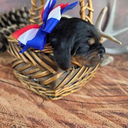 Lavender - Black and tan female Black and Tan Coonhound puppy in Ephraim, Utah from Wanderlust Coonhounds
