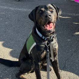 Golden Retrievers and Labrador Retrievers from Summit Assistance Dogs