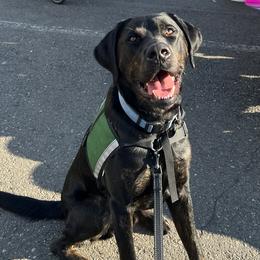 Golden Retrievers and Labrador Retrievers from Summit Assistance Dogs