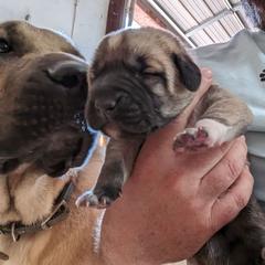 Kangal Puppies from Black Locust Katahdins