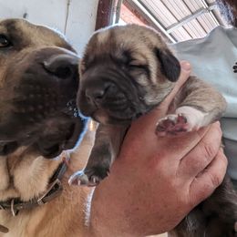 Kangal Puppies from Black Locust Katahdins
