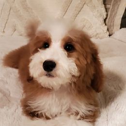 Boy 2 - Red Bernedoodle puppy in Schertz, Texas from Kat's Teddydoodles