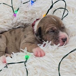 Shock - Merle female Great Dane puppy in Caldwell, Idaho from Miner's Dynamic Danes