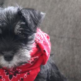 Miniature Schnauzers from Crooked Tree Ranch