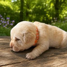 Orange Collar - Yellow female Labrador Retriever puppy in Archer Lodge, North Carolina from Archer Lodge Labradors