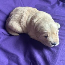 Golden Retriever Puppies from Chevaline Goldens
